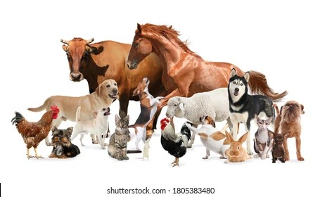 Other Pets